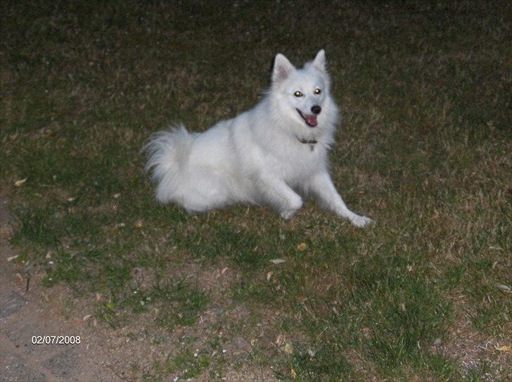 Japansk spids Tilde billede 7