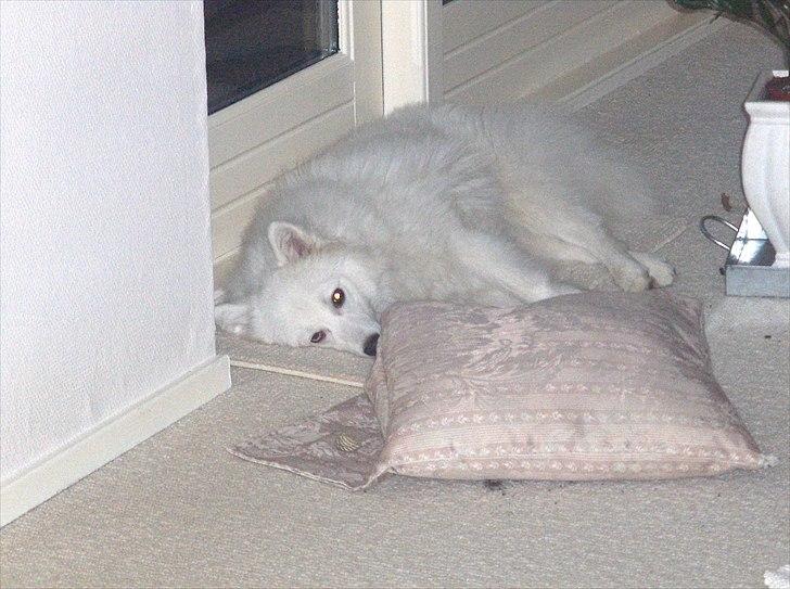 Japansk spids Tilde billede 8