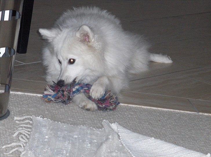 Japansk spids Tilde billede 9