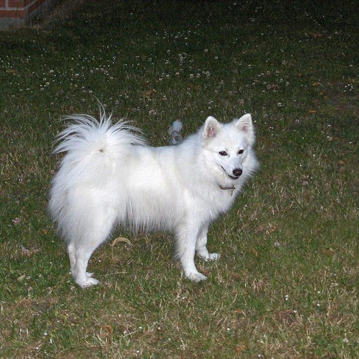 Japansk spids Tilde billede 10