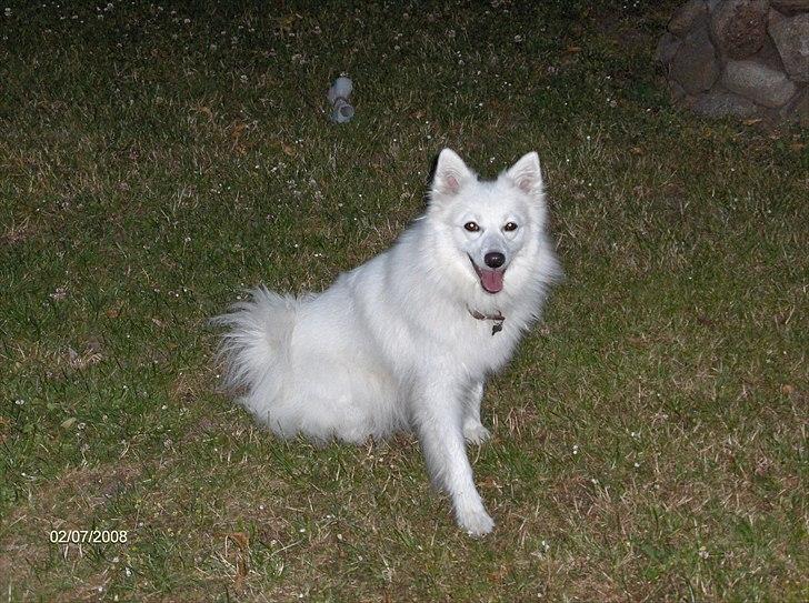 Japansk spids Tilde billede 11