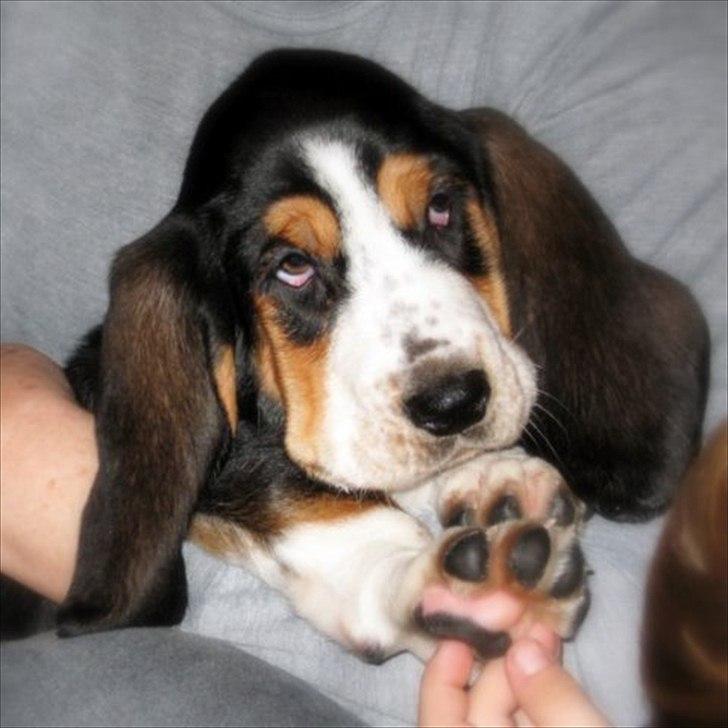 Basset hound Frida - lige hentet hjem 15 jan 2011 billede 2