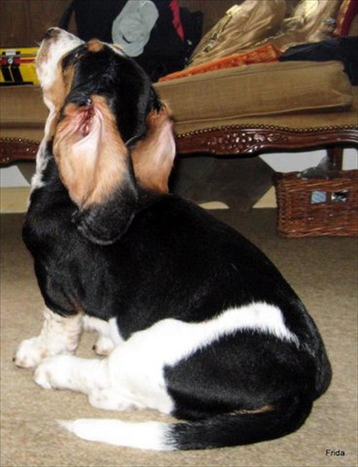 Basset hound Frida billede 3