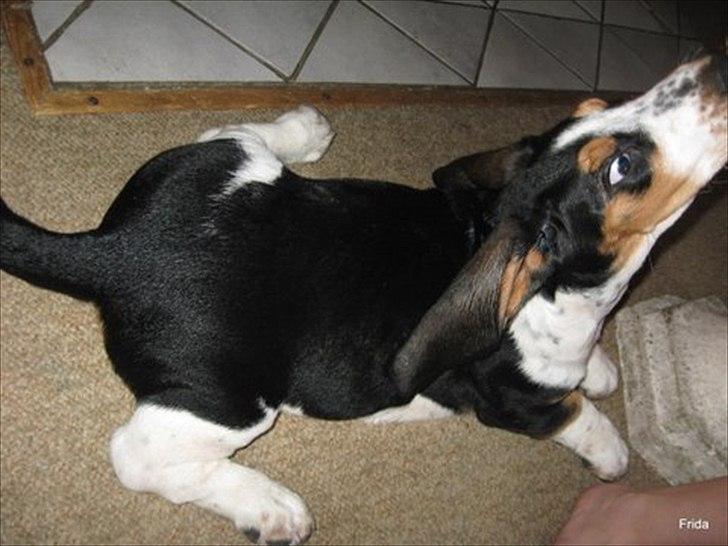 Basset hound Frida - jeg er en frø... øhhh basset.. øhhh frø.. nej basset... bum bum anyway gi mig den godbid... !!!! billede 4