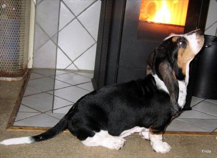 Basset hound Frida - febuar 2011 billede 5