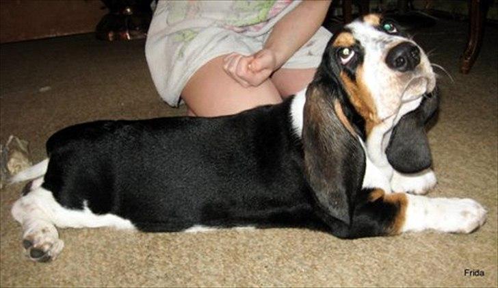 Basset hound Frida - lille pølse.. feb 2011 billede 6