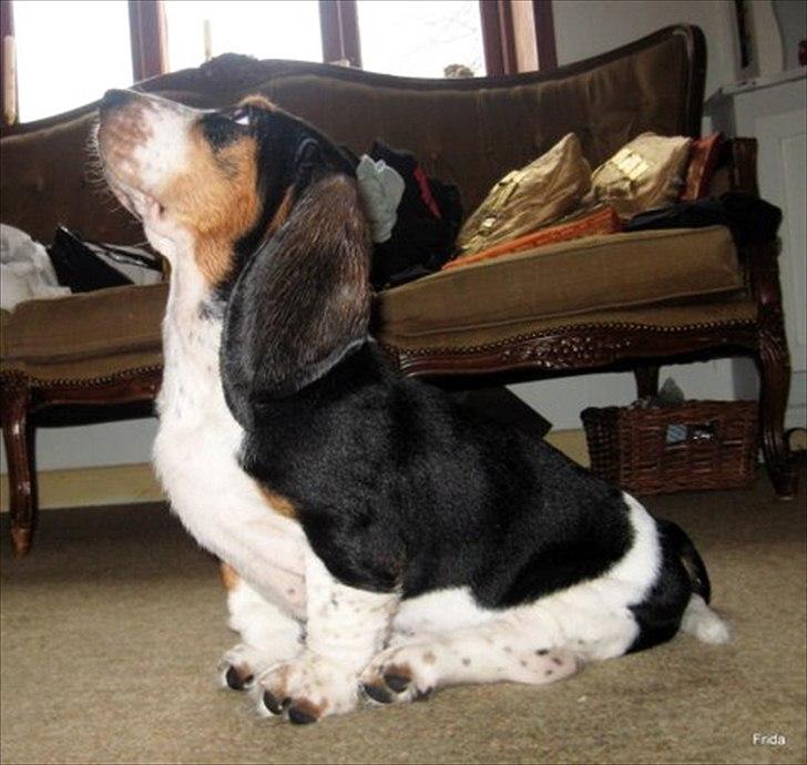Basset hound Frida billede 7
