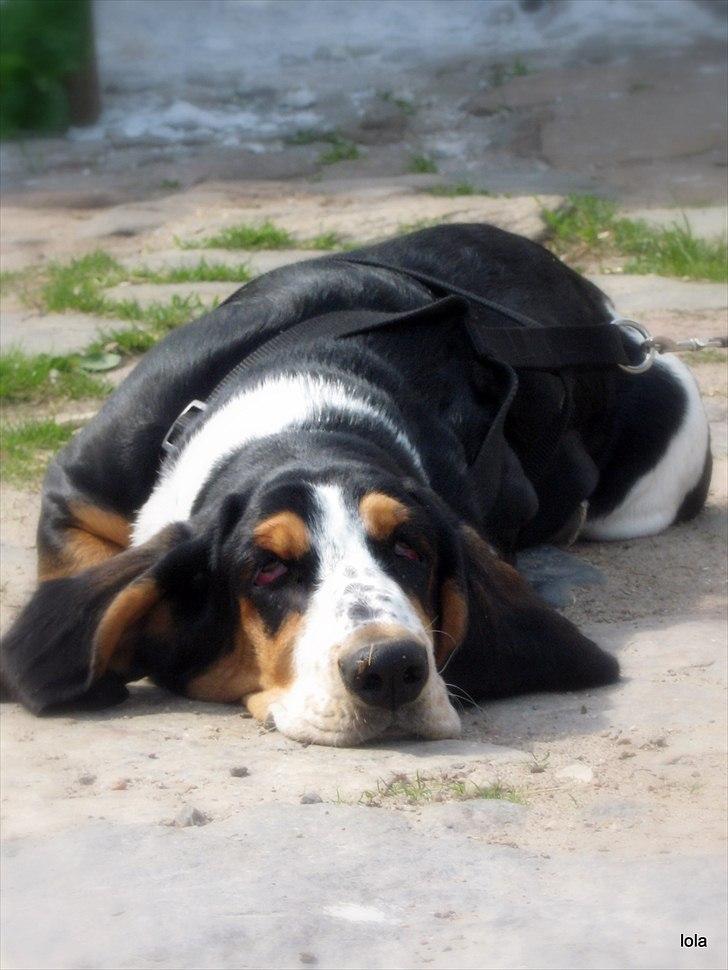 Basset hound Frida - maj 2011 frida på gårdspladsen...  billede 1