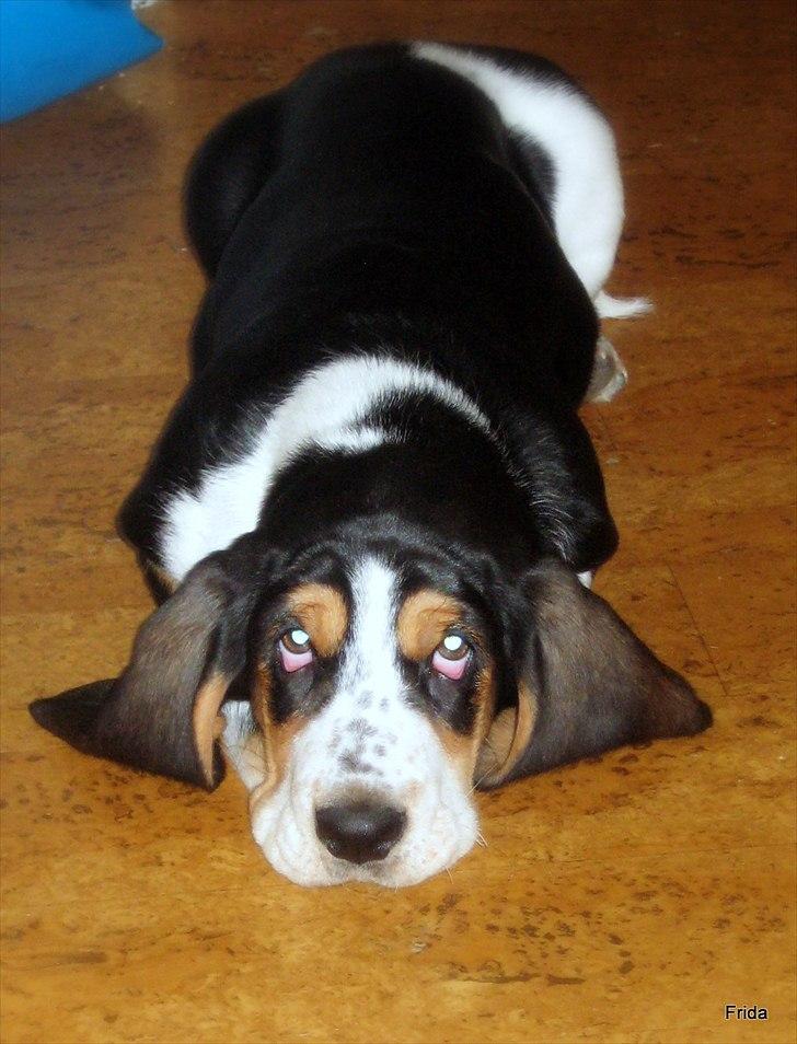Basset hound Frida - aw så vanker der vidst skæld ud... jeg er heeeelt stille.. og så er det jo at mor altid fniser... ;)  billede 8