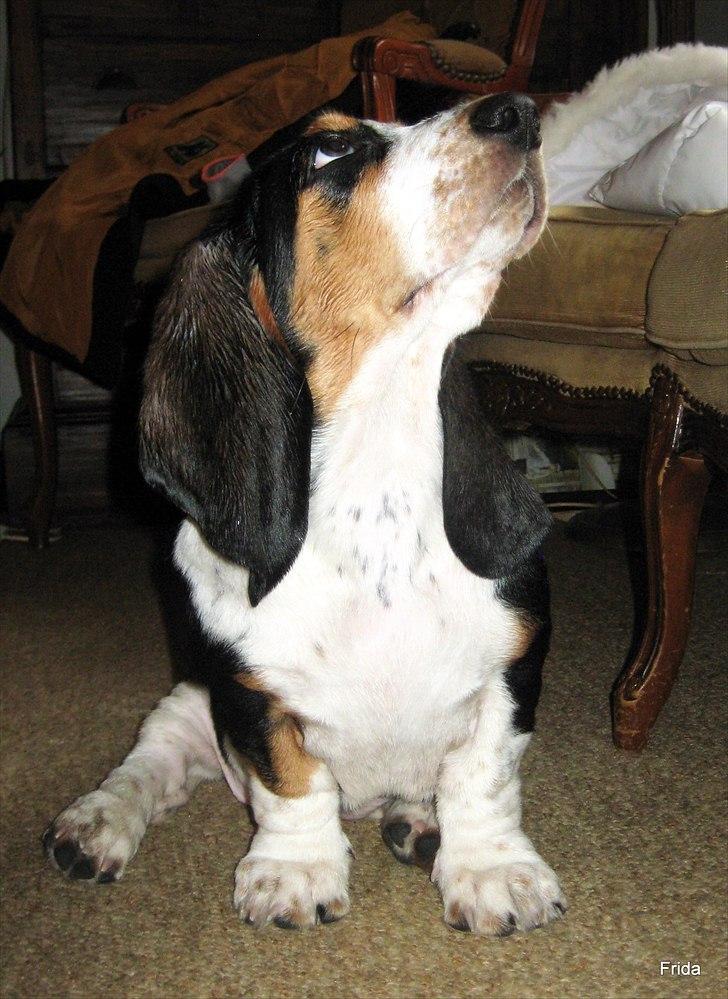 Basset hound Frida billede 9