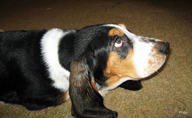 Basset hound Frida billede 10