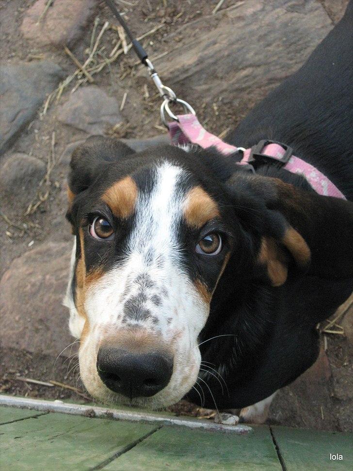 Basset hound Frida - eii hvorfor må jeg ikke komme i stalden.. ???? eiiii....  billede 11