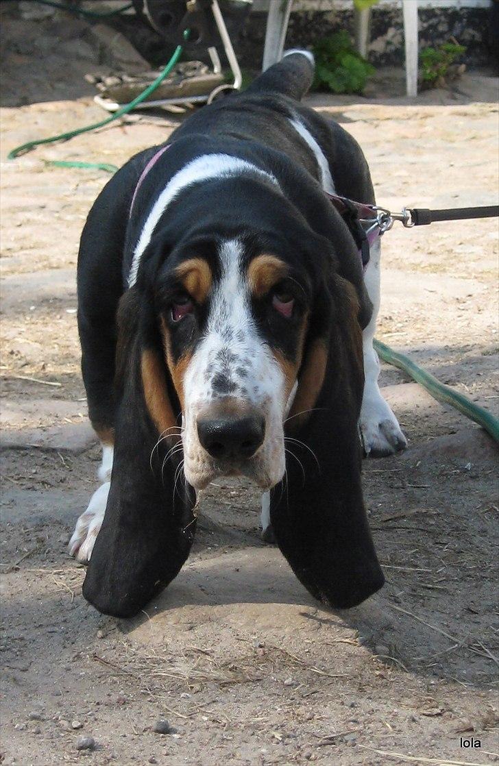 Basset hound Frida - ja jaaa jeg er på vej.. :)  billede 12