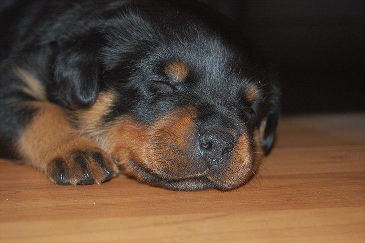 Rottweiler Fairmoors Amazing Grace billede 2