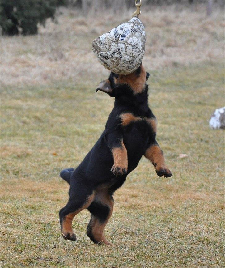 Rottweiler Fairmoors Amazing Grace billede 3