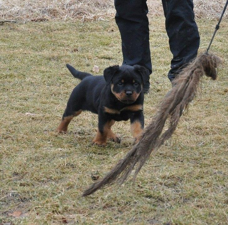 Rottweiler Fairmoors Amazing Grace billede 4