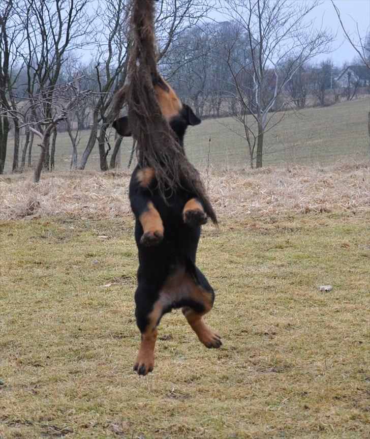 Rottweiler Fairmoors Amazing Grace billede 5