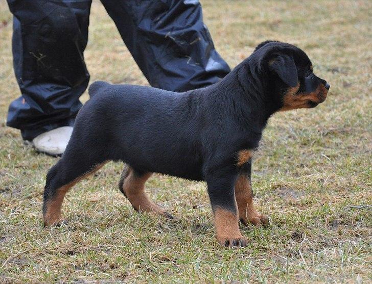 Rottweiler Fairmoors Amazing Grace billede 6