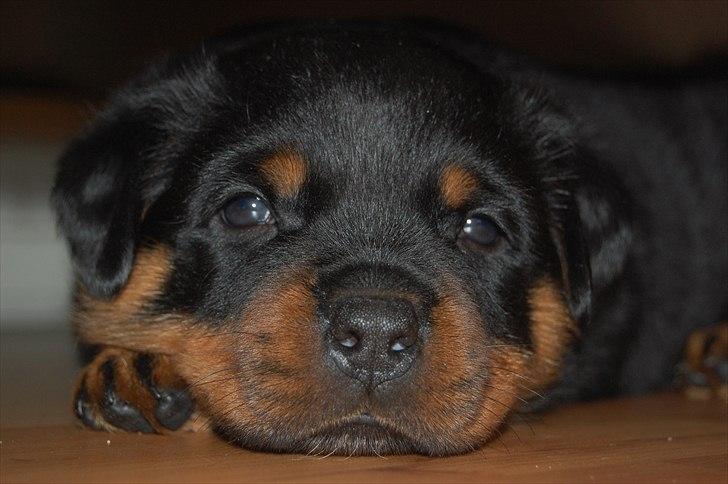 Rottweiler Fairmoors Amazing Grace billede 7