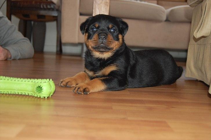 Rottweiler Fairmoors Amazing Grace billede 8