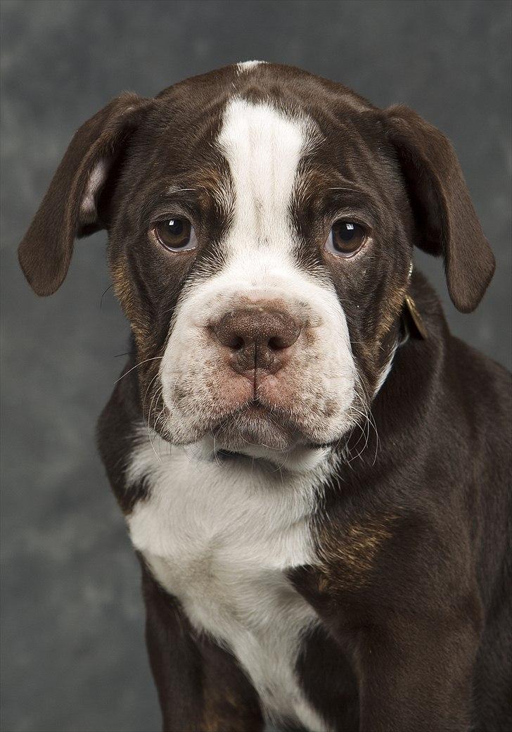 Renascence Bulldogge Velvet & Steel's Somehe Gargoyle  " Trunte " billede 8