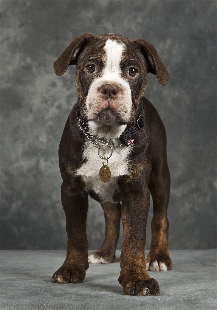 Renascence Bulldogge Velvet & Steel's Somehe Gargoyle  " Trunte " billede 6