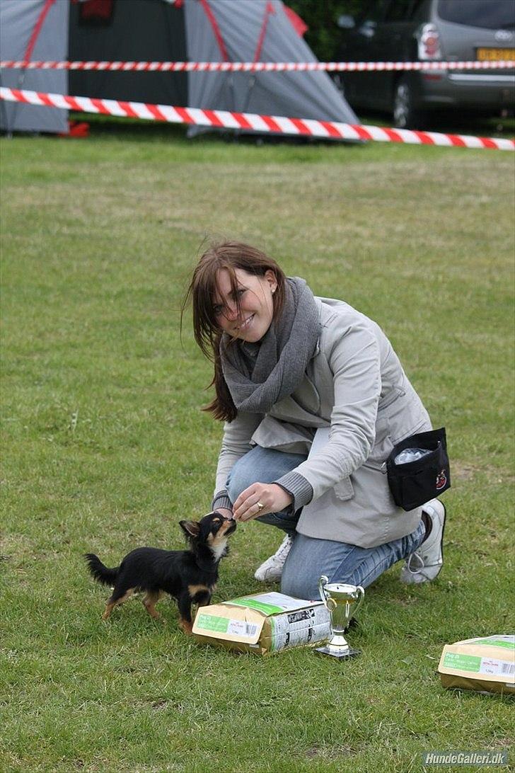 Chihuahua Mickey billede 17