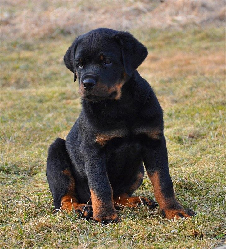 Rottweiler Marienlunds Kempes billede 1
