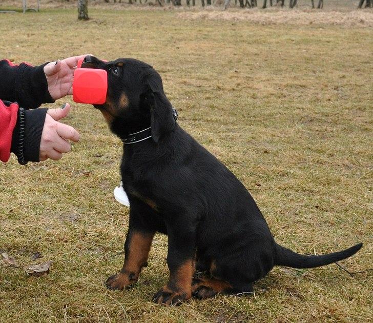 Rottweiler Marienlunds Kempes billede 2
