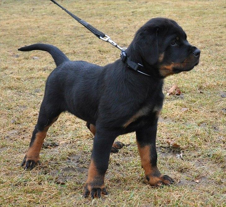 Rottweiler Marienlunds Kempes billede 3