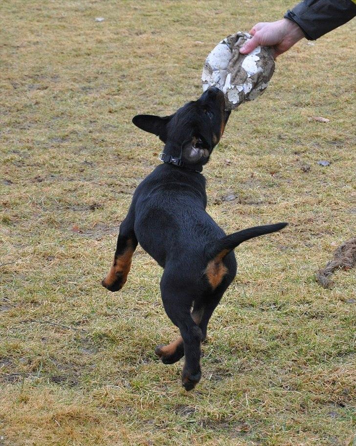 Rottweiler Marienlunds Kempes billede 4
