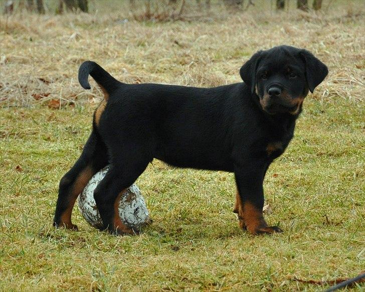 Rottweiler Marienlunds Kempes billede 5