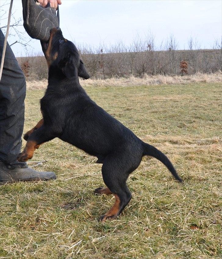 Rottweiler Marienlunds Kempes billede 6