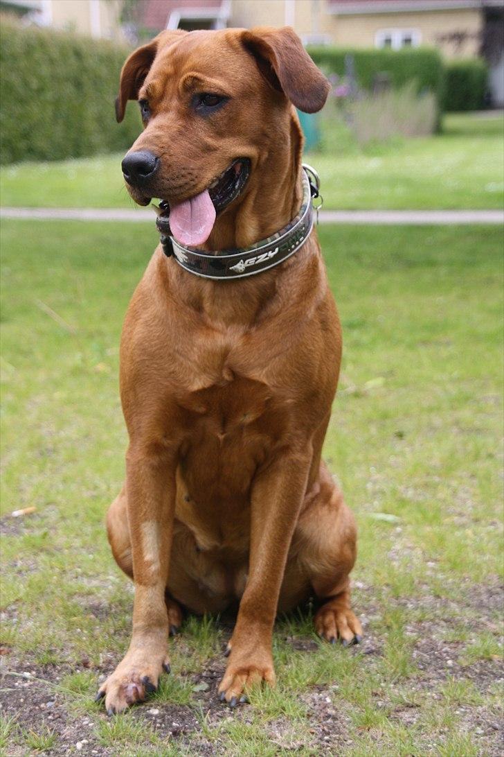 Rhodesian ridgeback Tika billede 4