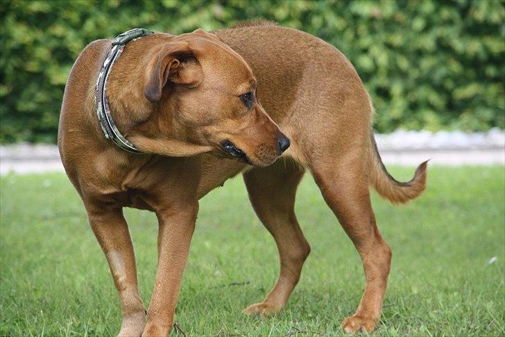 Rhodesian ridgeback Tika - 28/5-2011 billede 17