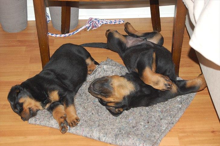 Rottweiler Marienlunds Kempes billede 7