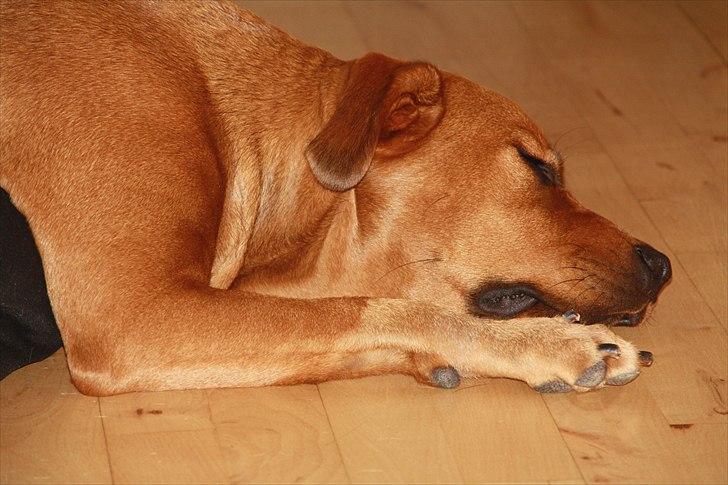 Rhodesian ridgeback Tika - 28/5-2011 
Tika med to tæ'er billede 18