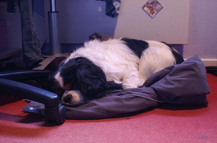 Cavalier king charles spaniel Bamse billede 10