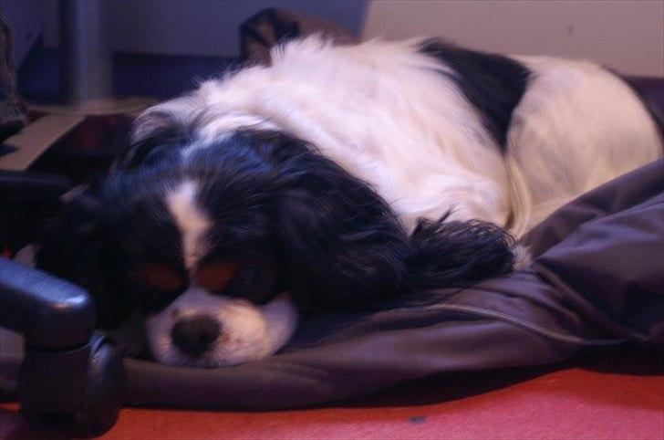 Cavalier king charles spaniel Bamse billede 5