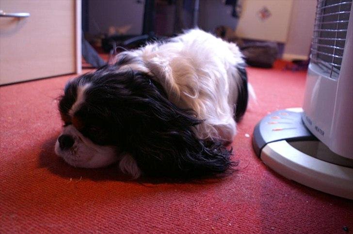 Cavalier king charles spaniel Bamse billede 19