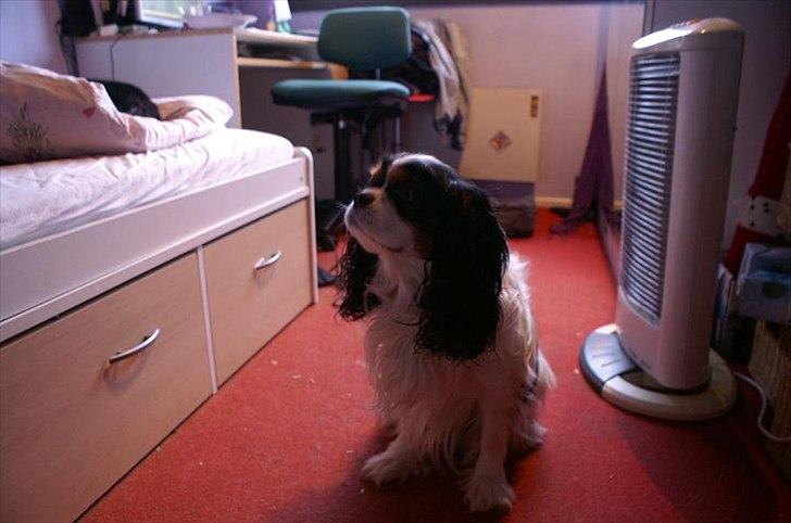 Cavalier king charles spaniel Bamse billede 1