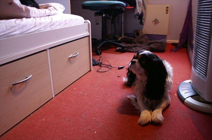 Cavalier king charles spaniel Bamse billede 14