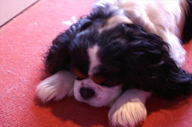 Cavalier king charles spaniel Bamse billede 3