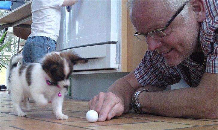 Papillon NA's Molly - Far leger med Molly :) lille fis billede 13