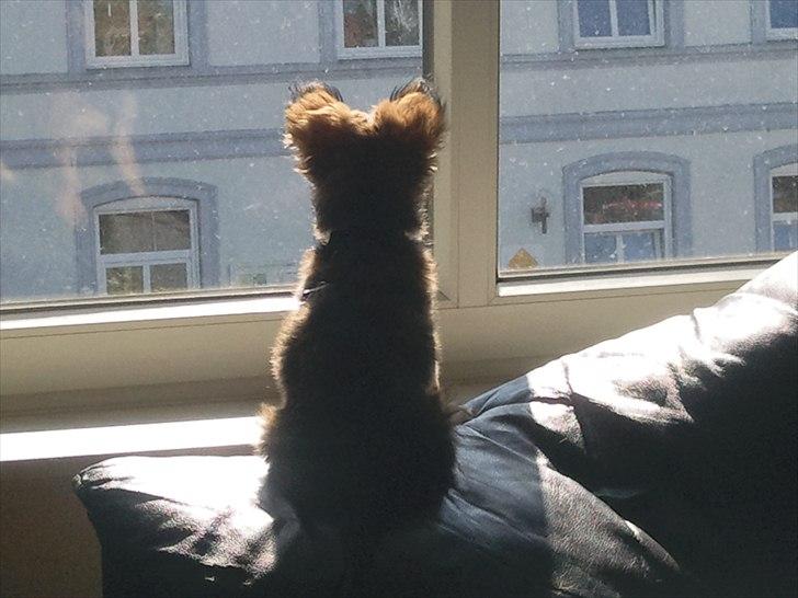 Chihuahua Gizmo - Holder lige øje med verden :-) billede 1