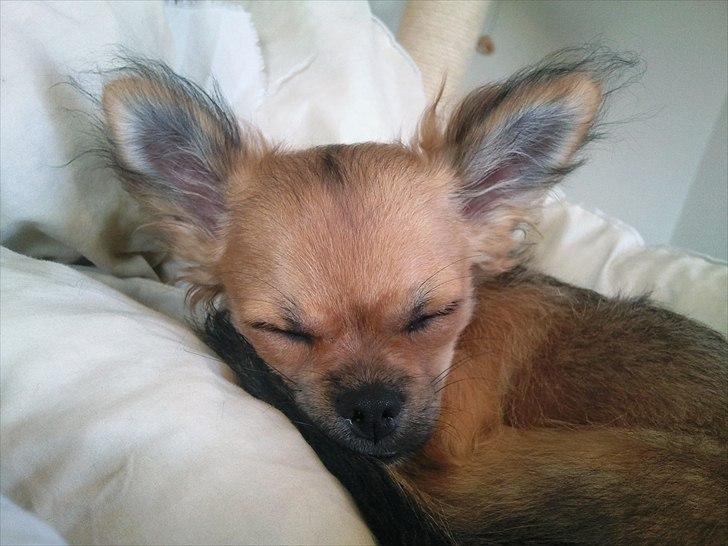 Chihuahua Gizmo - Ved at få lidt længere pels på ørerne, såååå fin :-) billede 7