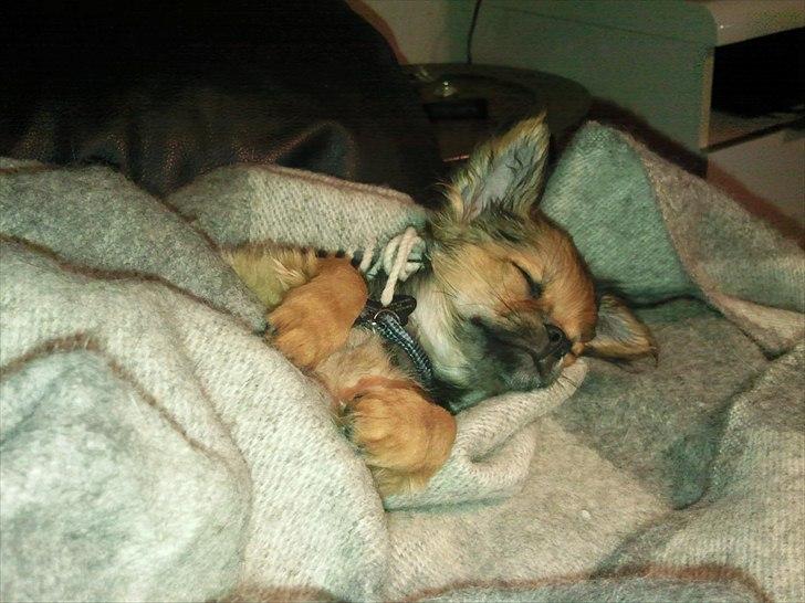 Chihuahua Gizmo - Sofahygge... billede 6