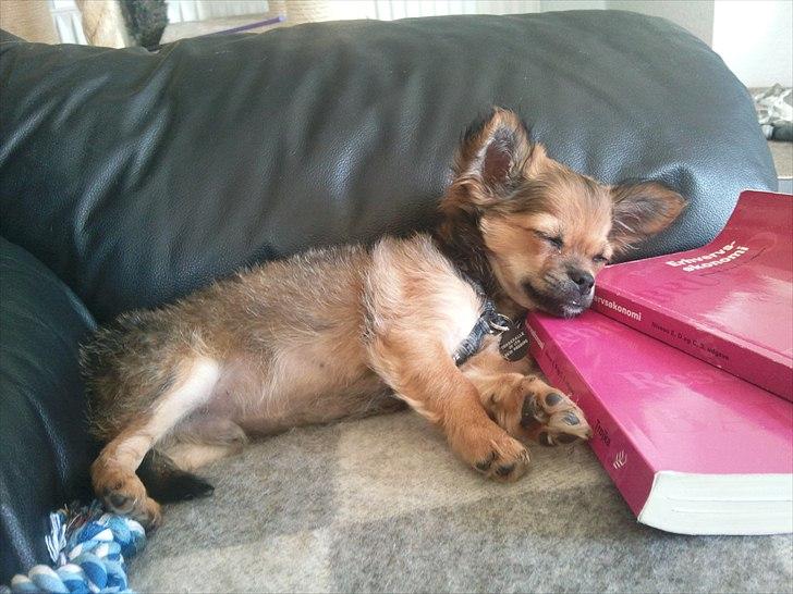 Chihuahua Gizmo - Det der EØ... Det er trættende... billede 5