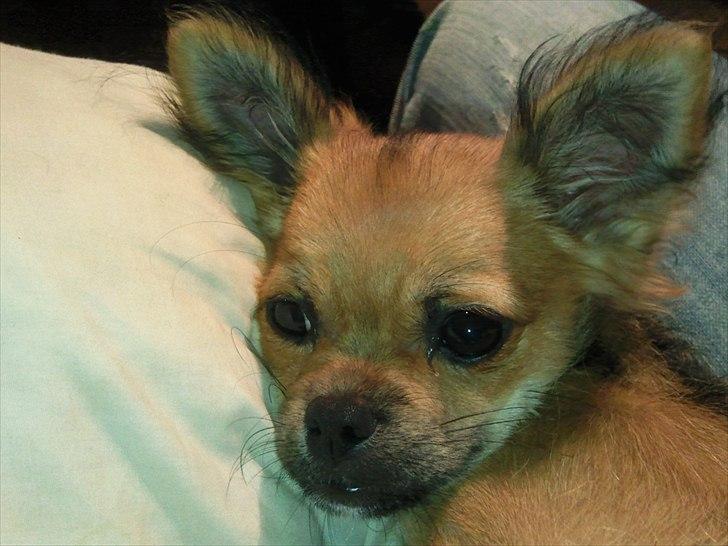 Chihuahua Gizmo billede 8