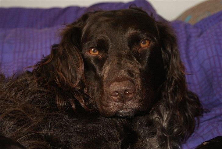 Tysk wachtelhund Uta Vom Rottenbach (R.I.P) billede 11